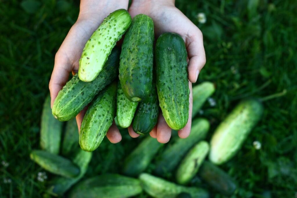 Cucumber: one of the oldest vegetables