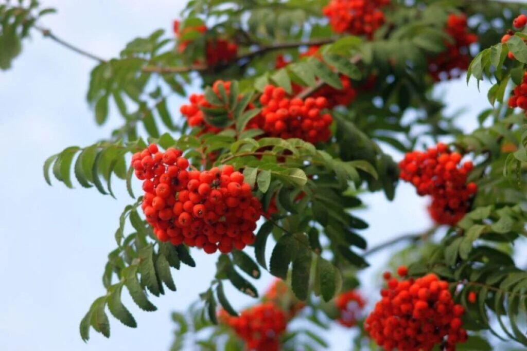 Rowan berries for juice