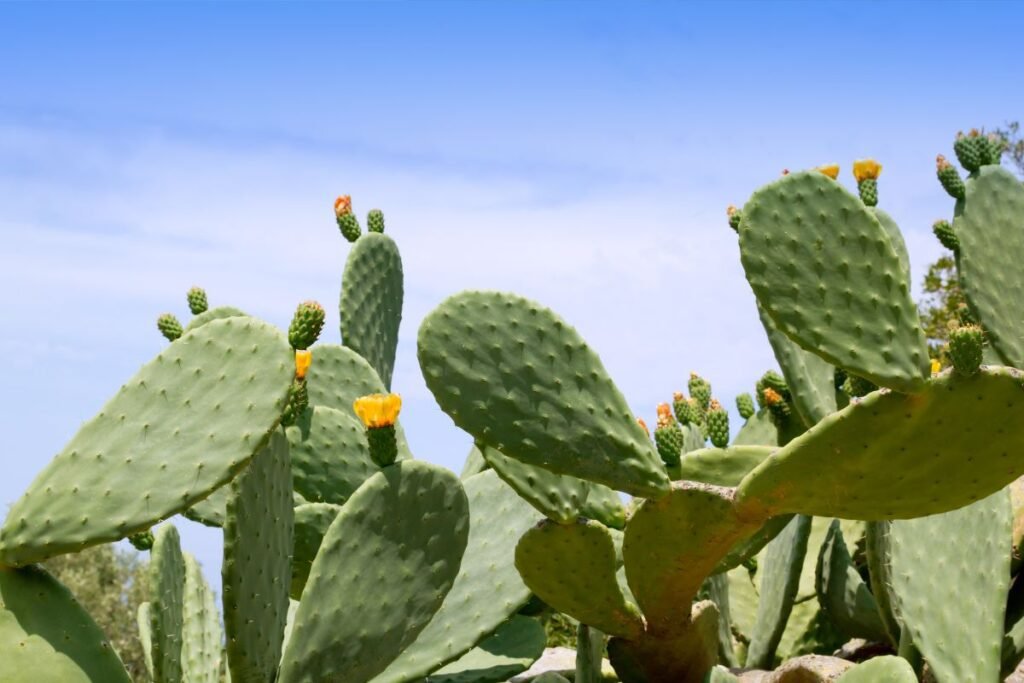 Cactus fruits. Opuntia, nopal, or prickly pear.