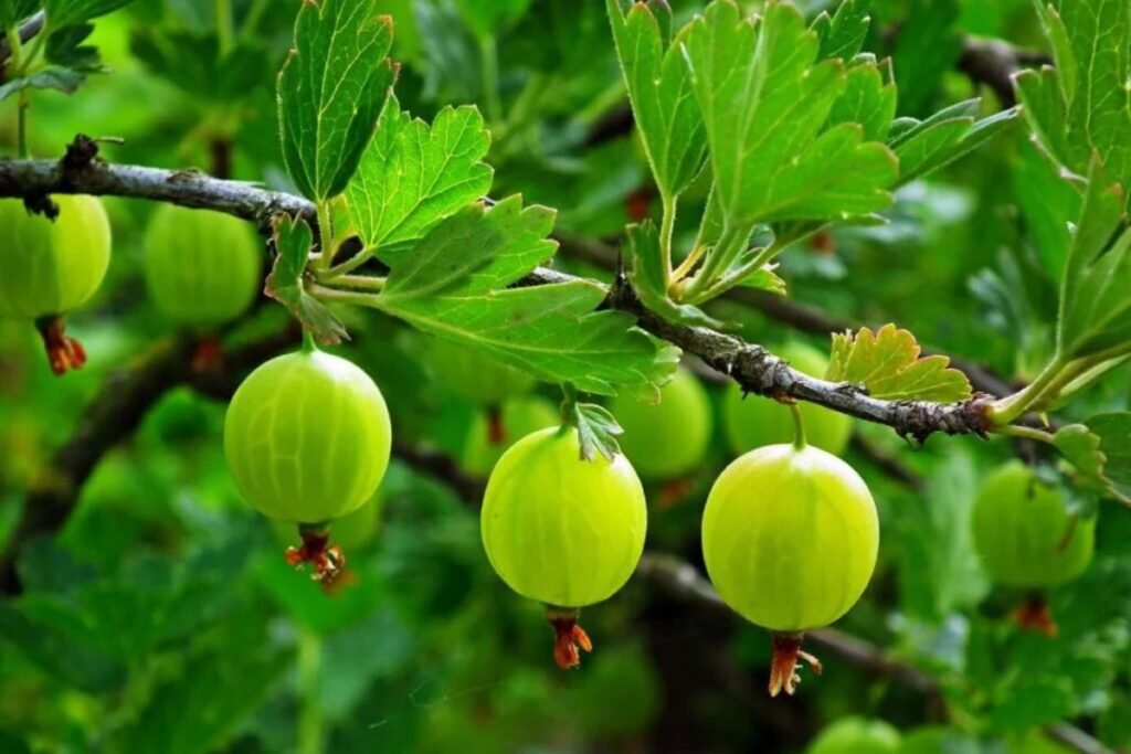 Gooseberries for Gooseberry juice