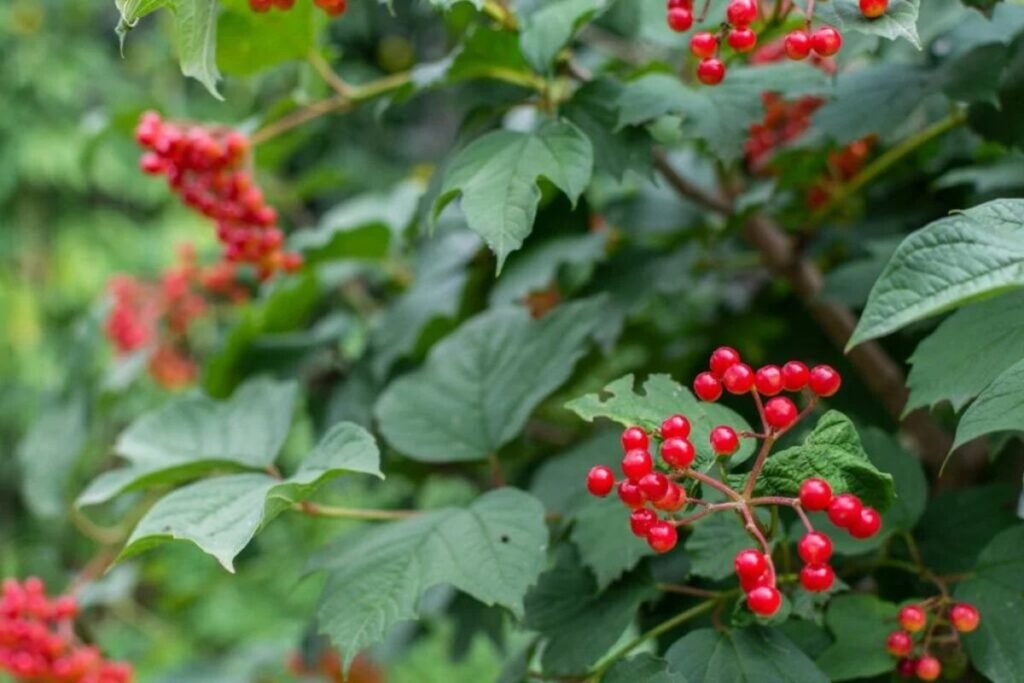 Guelder rose plant for Guelder rose juice 