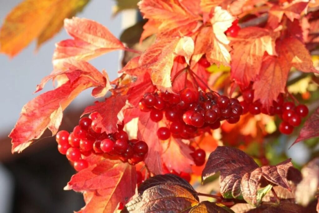 Nutritional Value of Guelder Rose Juice and berries
