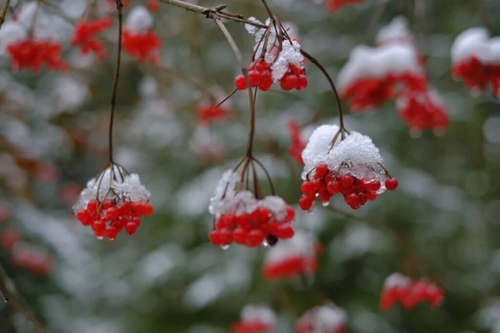 Harvesting Guelder Rose berries for Guelder Rose Juice