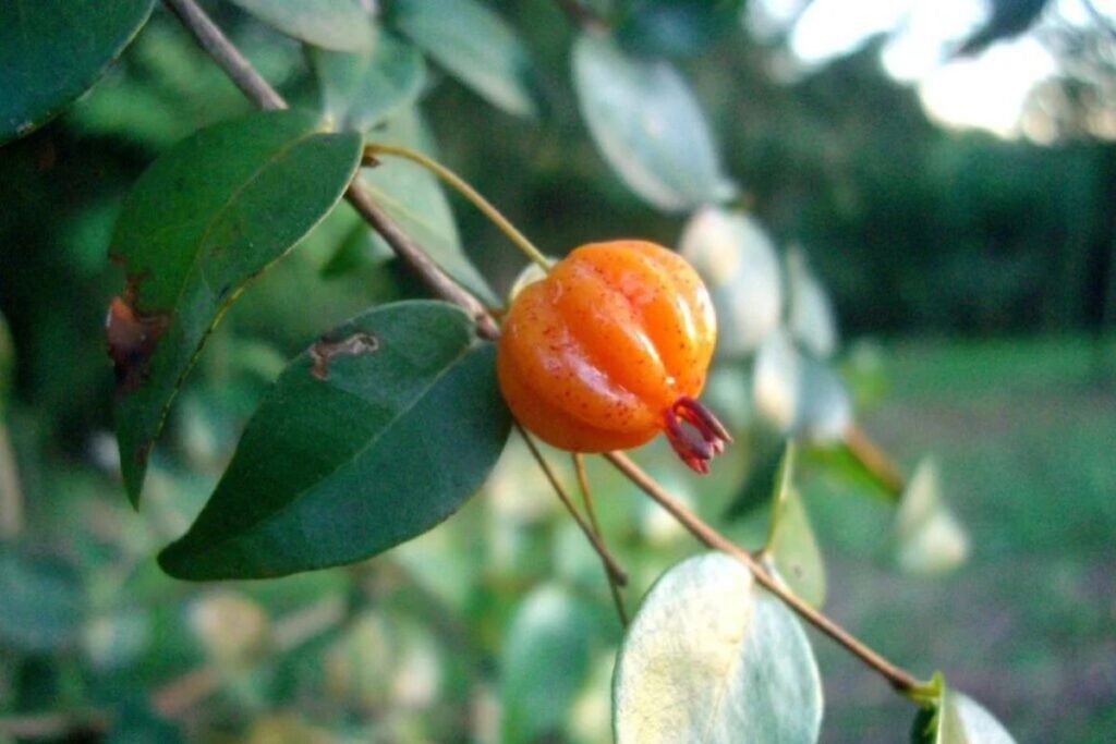 Fruits for Acerola Juice