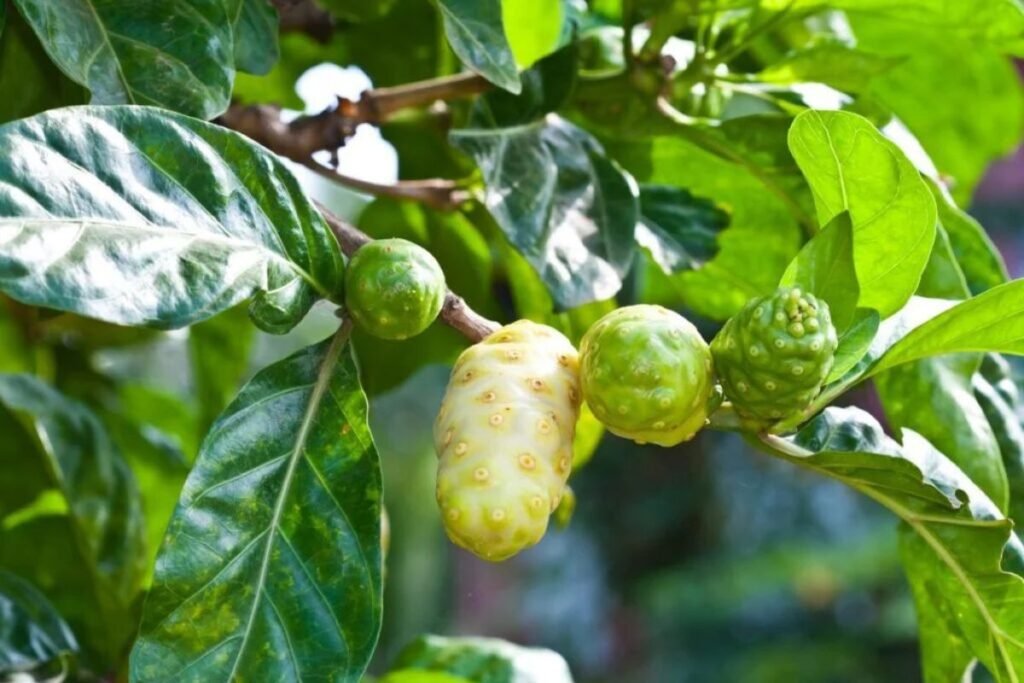 Morinda citrifolia plant for noni juice