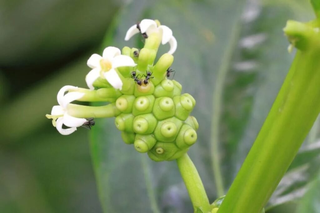 Morinda citrifolia plant for noni juice