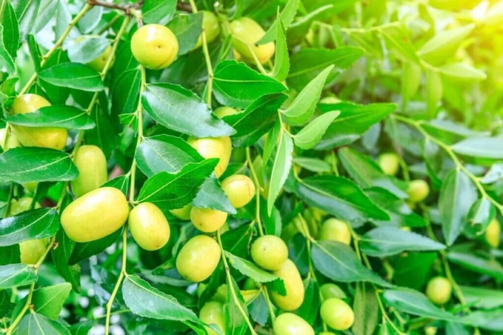 Jujube fruit for Jujube juice