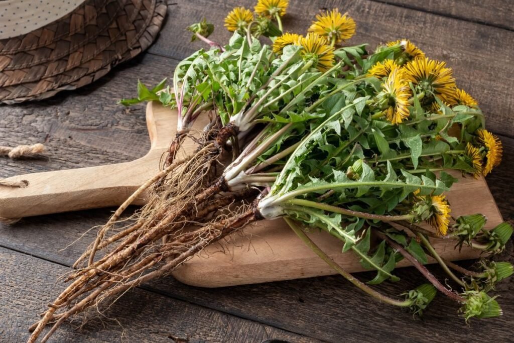 Dandelions for making dandelion juice