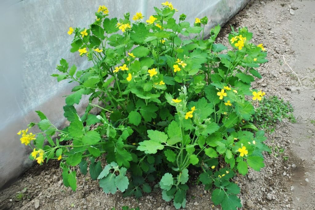 A great celandine for Celandine juice