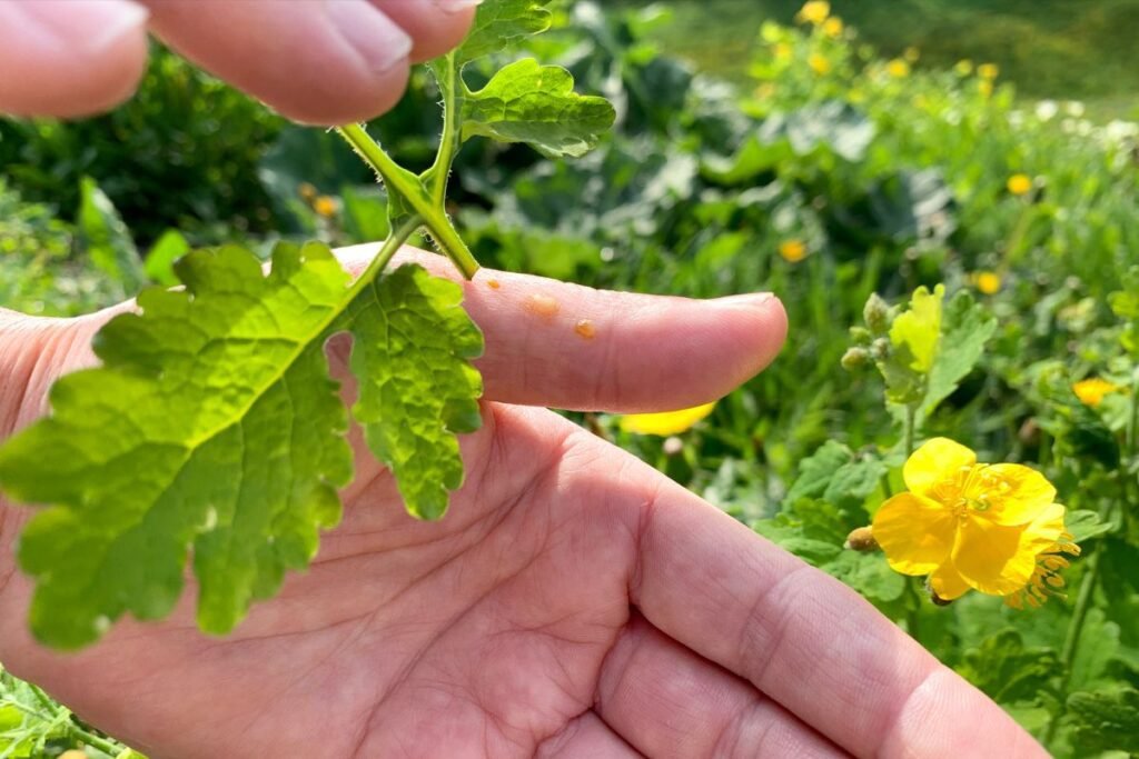 Celandine juice for external use