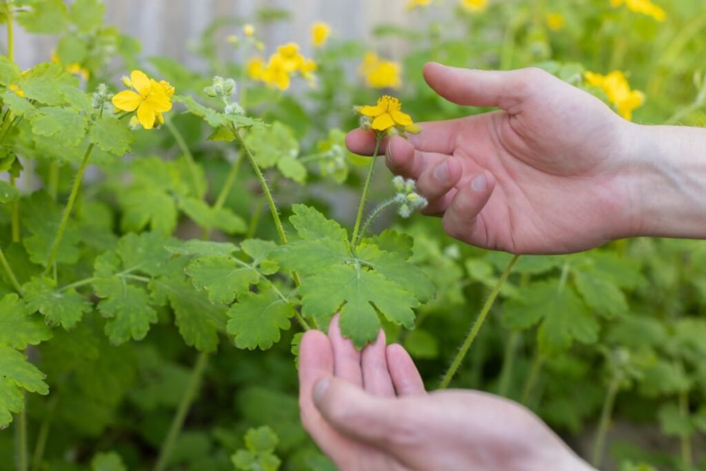 Celandine juice side effects