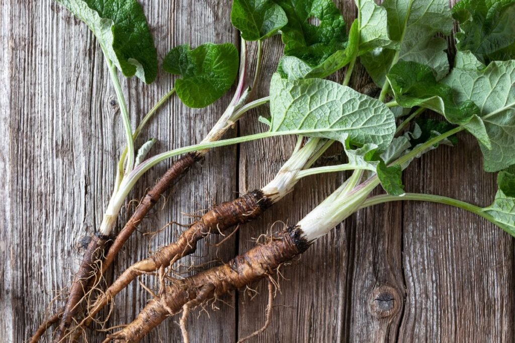 Nutritional Value of Burdock Roots.