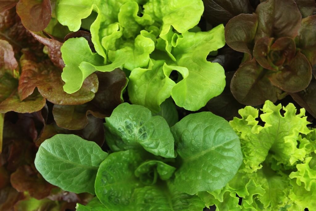 Lettuce varieties for Lettuce juice