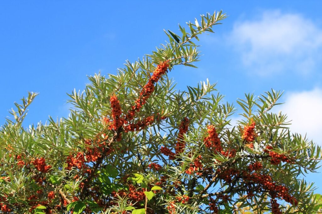 Sea buckthorn for Sea buckthorn juice