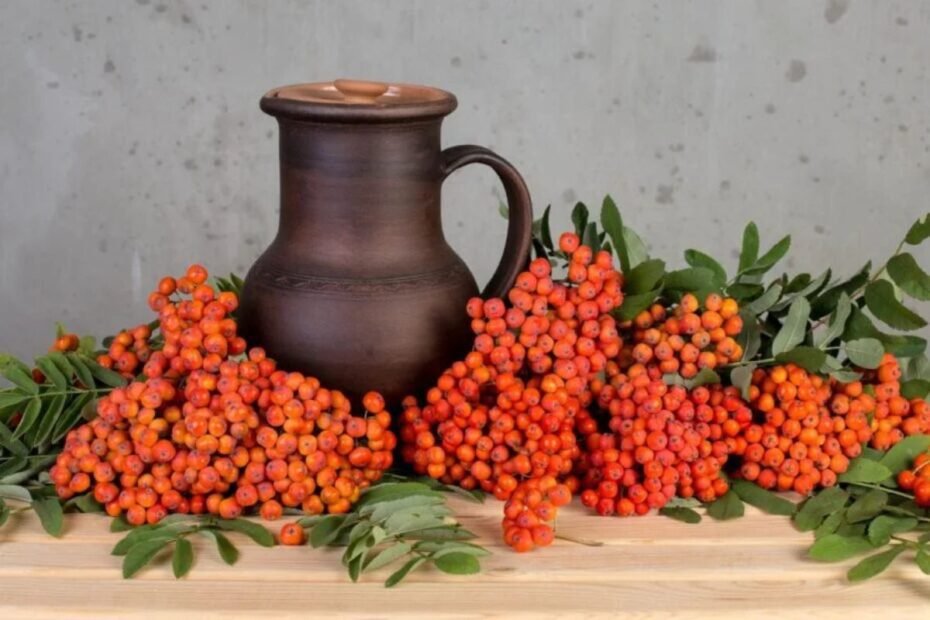 Rowanberry juice benefits