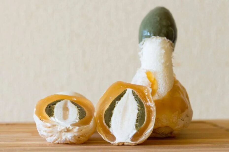 Stinkhorn juice